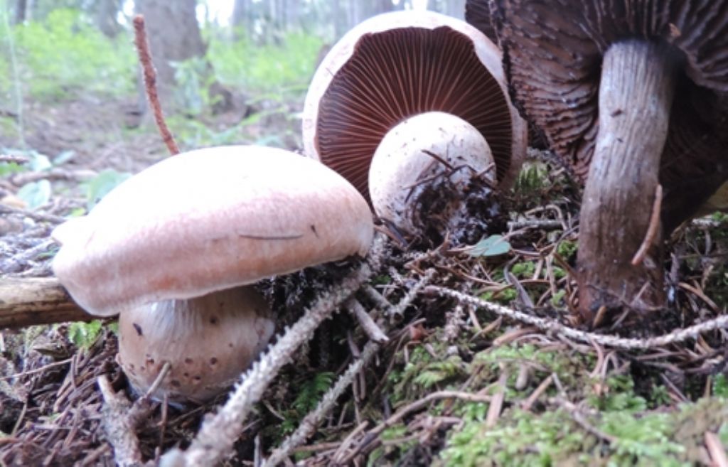 Una foto due funghi diversi